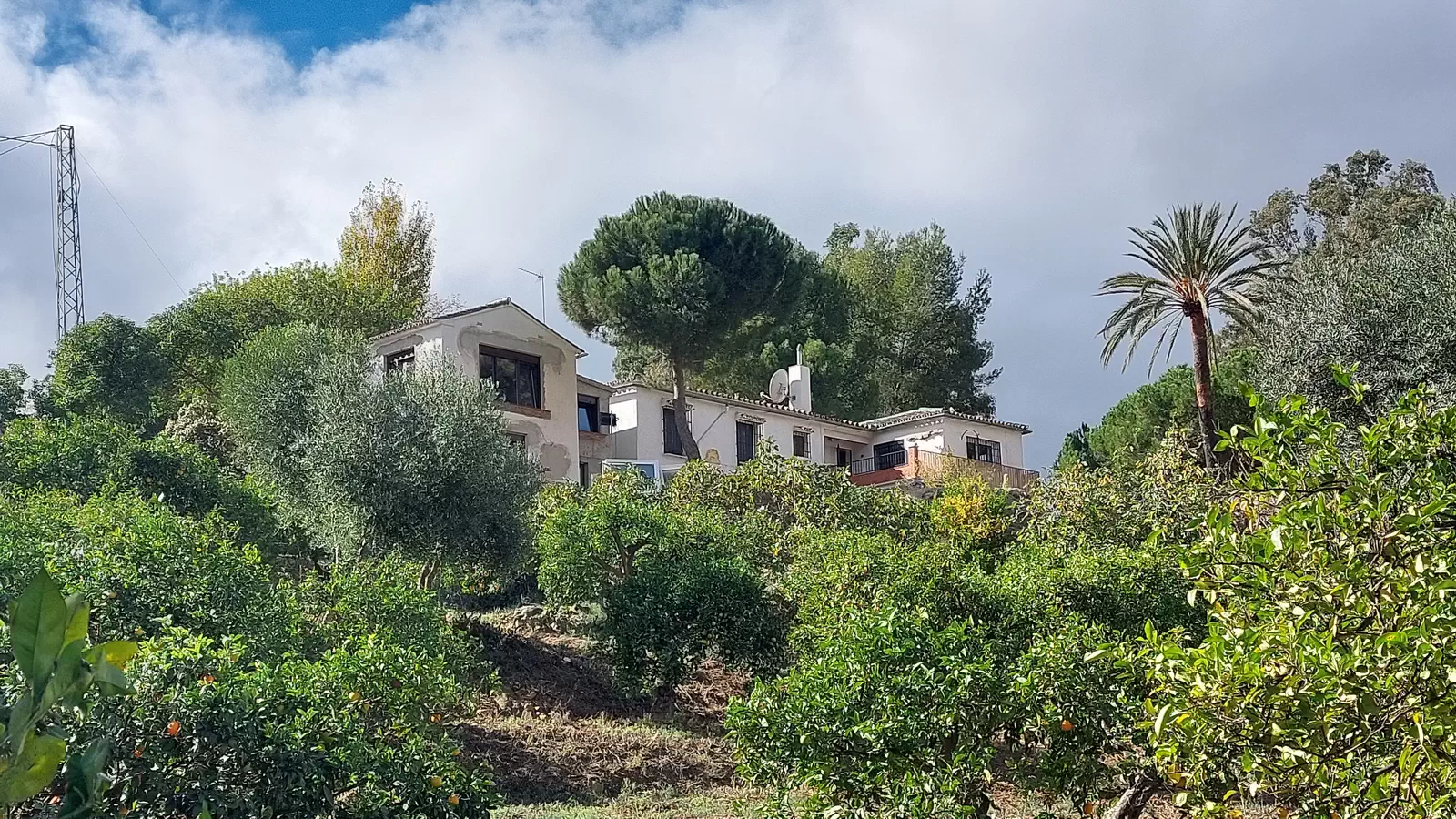 El Bufon de la Corte El Bufon de la Corte